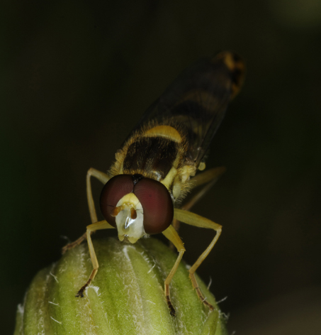 Sphaerophoria scripta (Syrphidae)